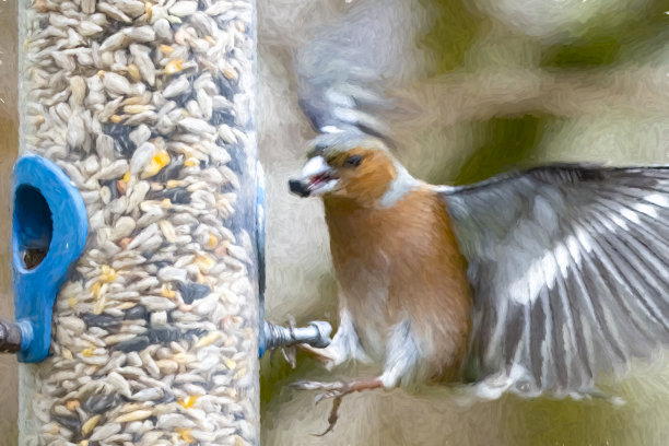 树上的苍头燕雀图片下载