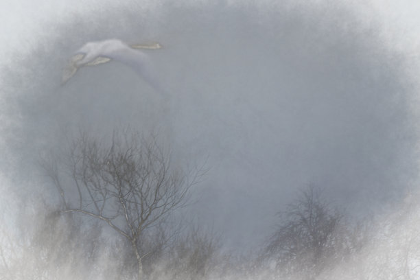 疣鼻天鹅图片下载