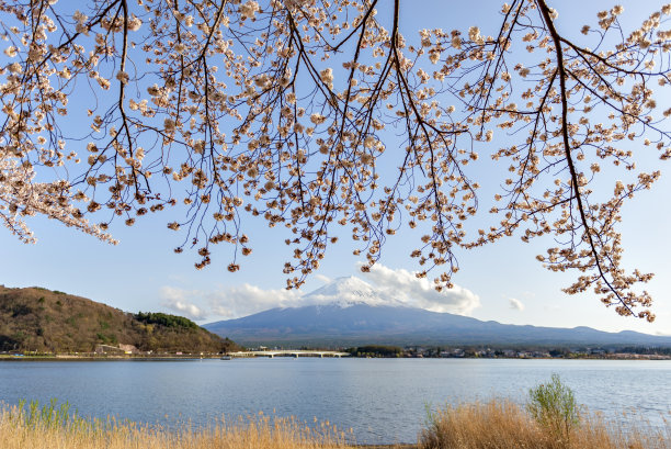 日本川口湖的富士山和樱花枝图片下载