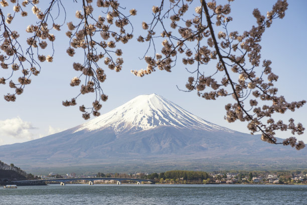 日本川口湖的富士山和樱花枝图片下载