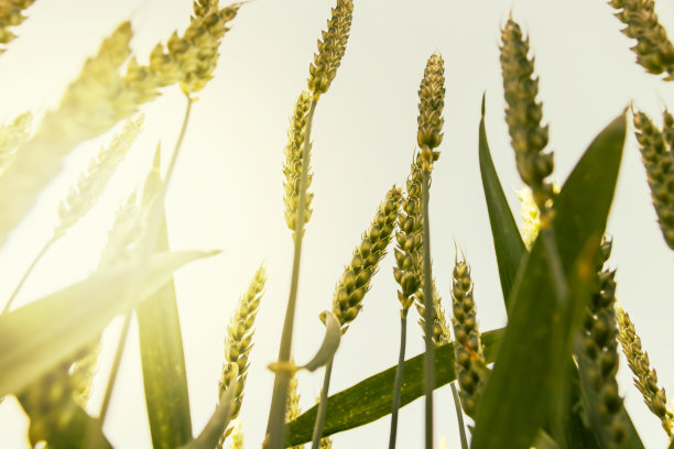 金色的小麦或黑麦穗，沐浴在阳光下，特写。零拍摄角度。图片下载