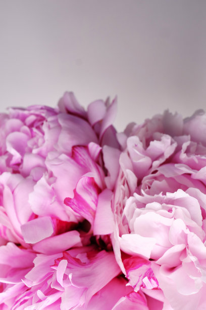 一束时尚的牡丹特写。粉红色的牡丹。花瓣特写。花贺卡或壁纸。精致的抽象花卉粉彩背景。卡片概念，复制文本空间图片下载