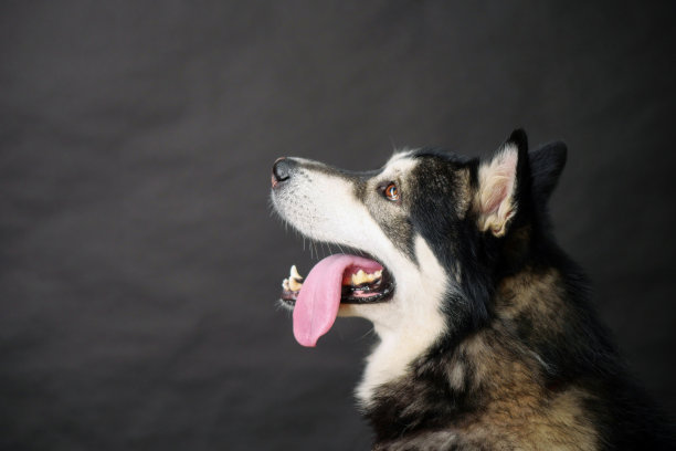 成年阿拉斯加雪橇犬的侧面肖像，黑色背景，工作室拍摄，复制空间图片下载