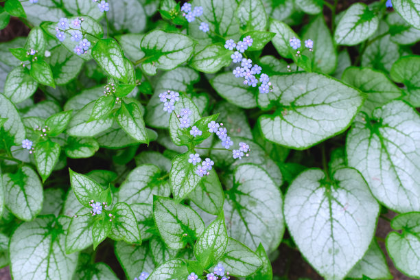 Brunnera Jack Frost <e:2>西伯利亚Bugloss盛开的花园植物，在春天的自然背景照片纹理中有蓝色的花朵和绿色和银色的叶子。春天开花或园艺概念。图片下载