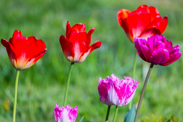 红色和紫色的郁金香花生长在花园里，特写自然照片图片下载