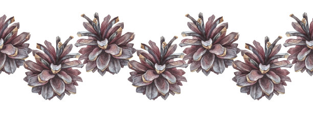 水彩无缝边缘手绘现实冷杉或松果在白色背景。森林边界为圣诞庆典或邀请。用于框架卡或织物的自然图案。包装或速写本图片下载