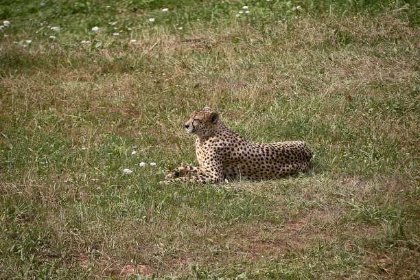 一只羚羊，躺在大草原的草地上图片下载