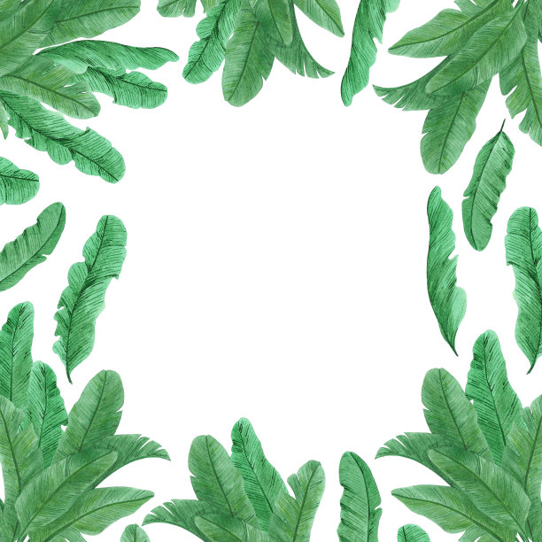 手绘水彩香蕉棕榈叶框架孤立的白色背景。可用于卡片、图案、标签。图片下载