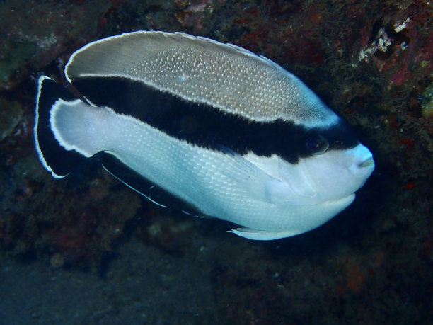年轻的夏威夷土匪天使鱼图片下载