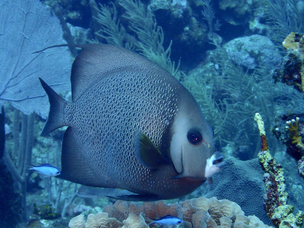 灰天使鱼图片下载