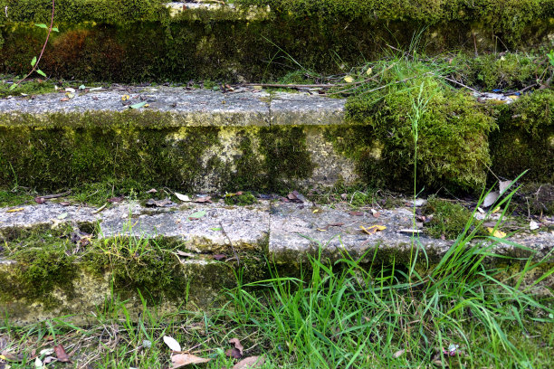 公园里的旧楼梯长满了草和苔藓图片下载