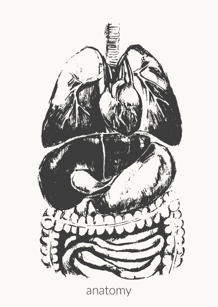 人体解剖插图。内部器官黑墨水素描图片下载