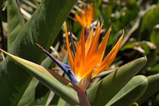 天堂鸟头花特写图片下载