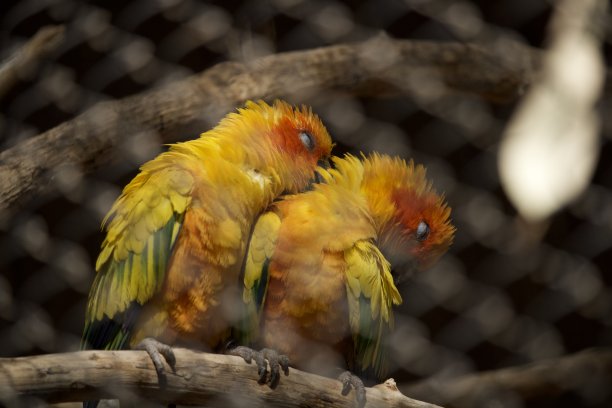 爱情鸟图片下载