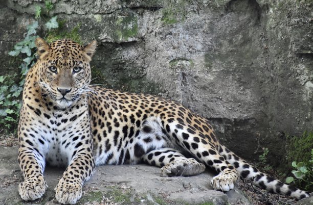 一只黑豹躺在石头上看着前方图片下载