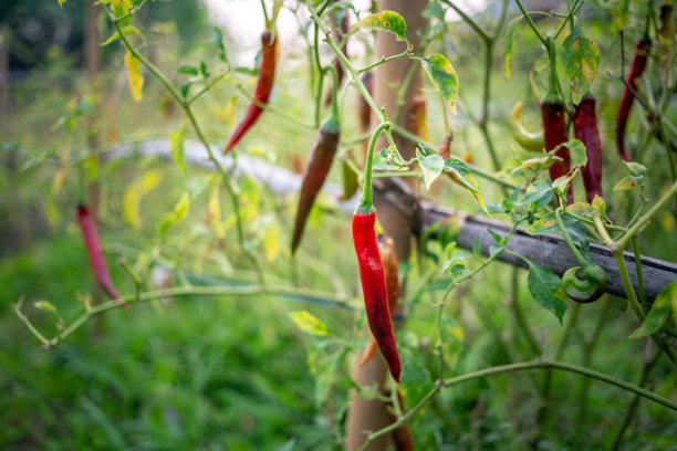 辣椒农场的红辣椒植株，有机农场的农业辣椒图片下载