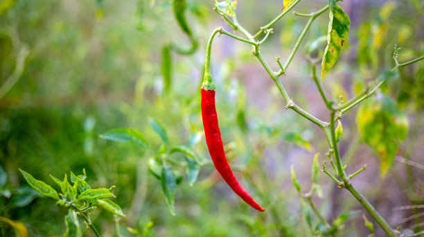 辣椒农场的红辣椒植株，有机农场的农业辣椒图片下载