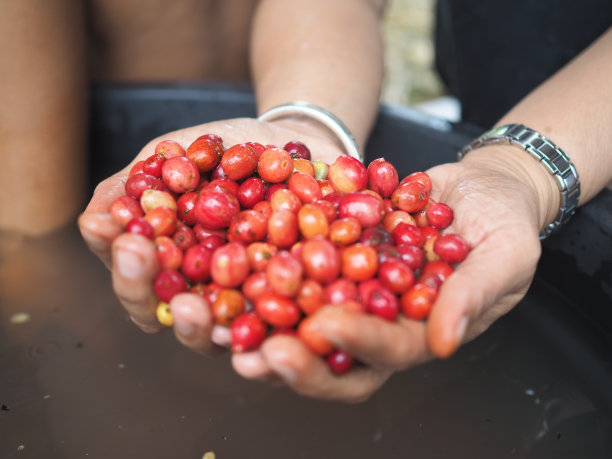 在农场手工采摘咖啡豆。在泰国，农民在收割罗布斯塔咖啡和阿拉比卡咖啡浆果。图片下载