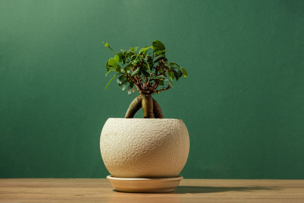 一个小树形盆景植物在深绿色背景上的米色陶罐。图片下载