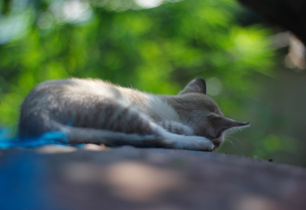 棕色虎斑猫正在花园里睡觉图片下载