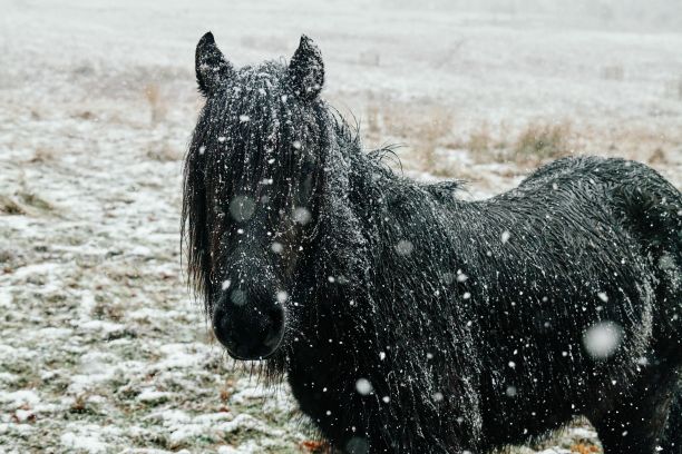 下雪时，草地上一匹倒下的小马的特写镜头。图片下载