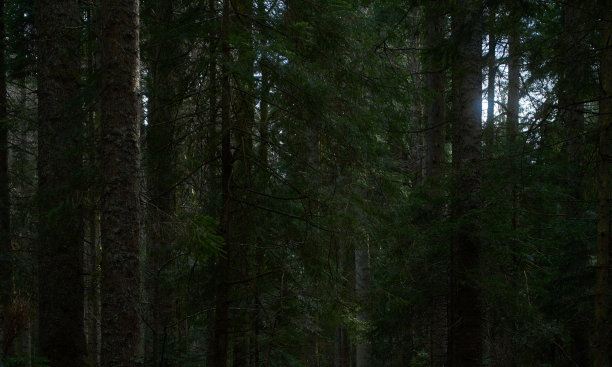 茂密的森林，高大的树木上长满了青苔。图片下载