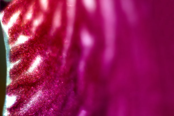 天然紫罗兰叶植物。抽象紫色闪亮的背景。夏季园林粉红叶的性质。春天背景封面环境生态壁纸。焦距不清图片下载