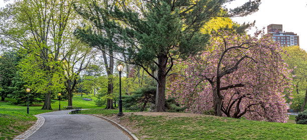 春天的日本樱花树图片下载