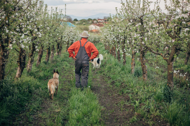 有机苹果园图片下载