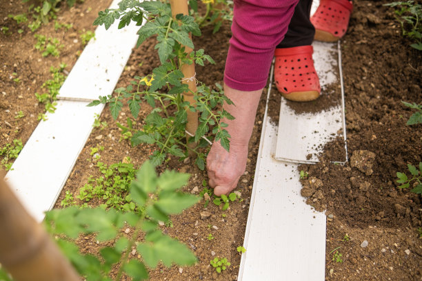 在我的小菜园里犁地让我很开心图片下载