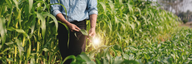 聪明的农民在玉米地里检查玉米的质量图片下载