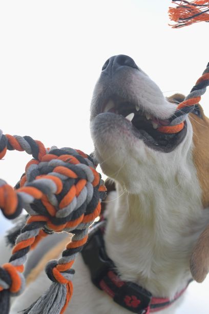 一只嘴里叼着狗玩具的小猎犬。狗和主人用绳子玩具玩拔河游戏。顽皮的狗和它的拖绳玩具。图片下载