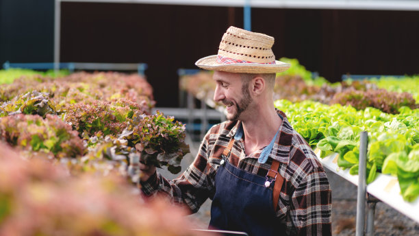 农商和水培农业的概念，人采摘图片下载