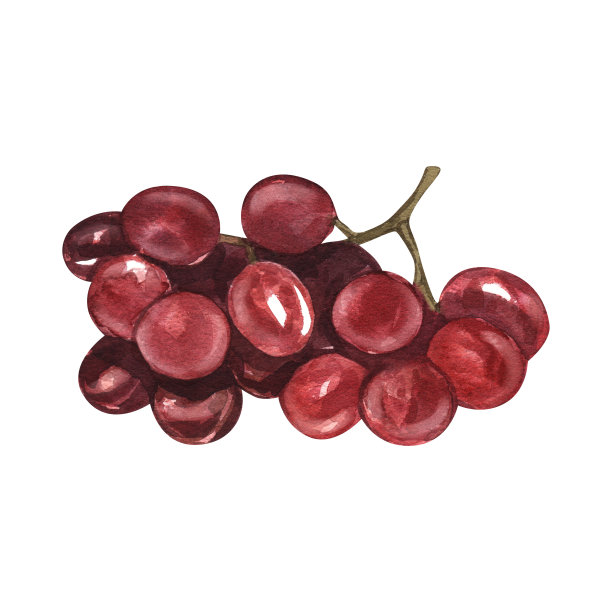 水彩画红葡萄浆果。新鲜的湿水果手绘插图孤立的白色背景。完美的插图设计酒单，标签，横幅，菜单，传单，宣传册模板。图片下载