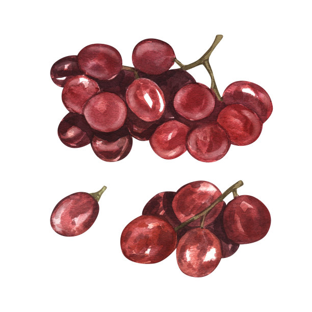水彩画红葡萄浆果。新鲜的湿水果手绘插图孤立的白色背景。完美的插图设计酒单，标签，横幅，菜单，传单，宣传册模板。图片下载
