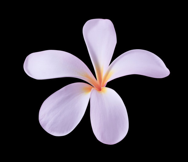 粉红色的鸡蛋花或桔梗花。图片下载