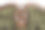 经典沙发，经典家具图片下载
