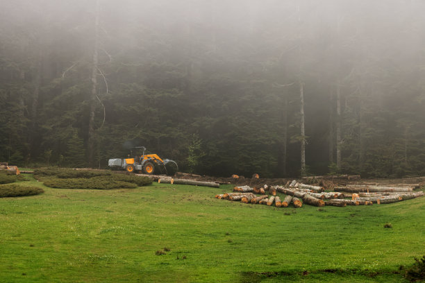 森林里的树干图片下载