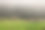 森林里的树干图片下载