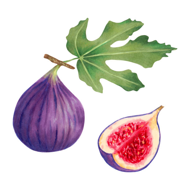 紫无花果带叶子和切片。水果用于食品包装、果汁、菜单。图片下载