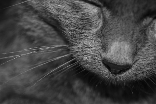 一只闭着眼睛的猫的特写灰度照片图片下载