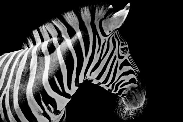 黑色背景下的斑马图片下载