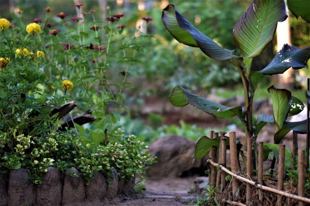 有植物、树木、鲜花和岩石的花园图片下载