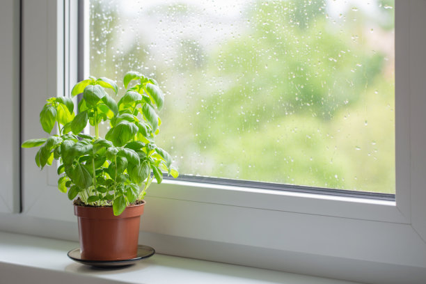 窗台上花盆里的罗勒植物图片下载