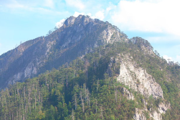 生长在岩石山上的针叶林图片下载