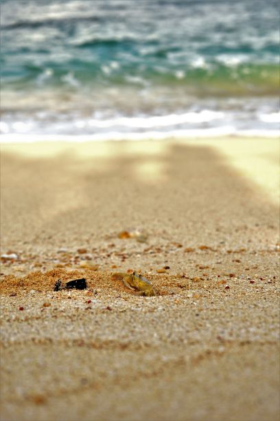 一只棕色的小螃蟹从沙滩上爬出来的漂亮照片图片下载