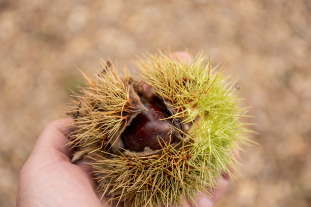 手里拿着开着壳的成熟甜栗子。可食板栗收获图片下载