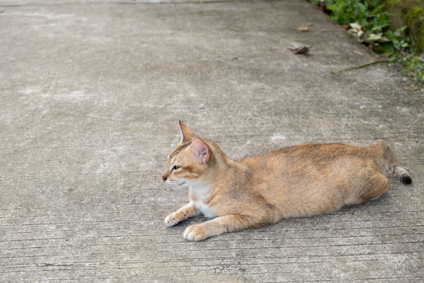 金毛猫图片下载