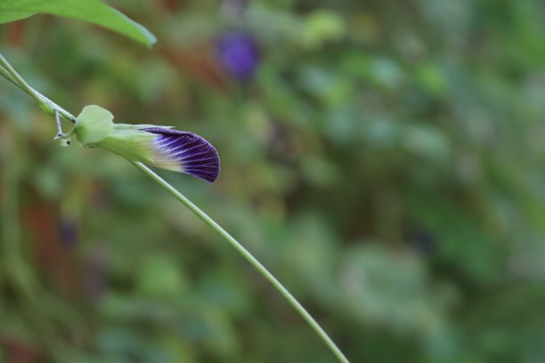 豌豆花图片下载