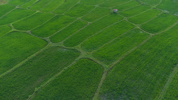 稻田格局图片下载